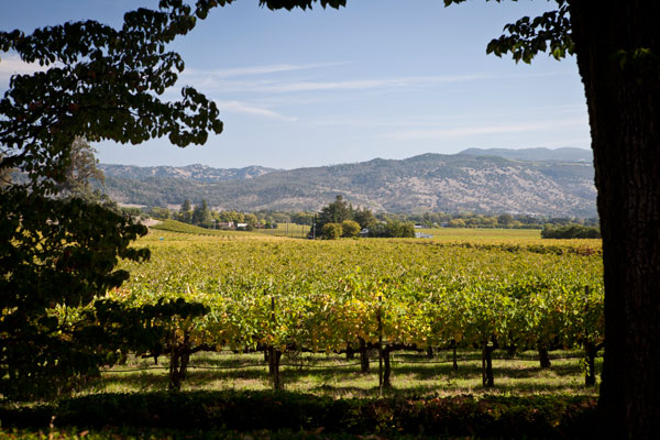 inglenook, coppola, napa,