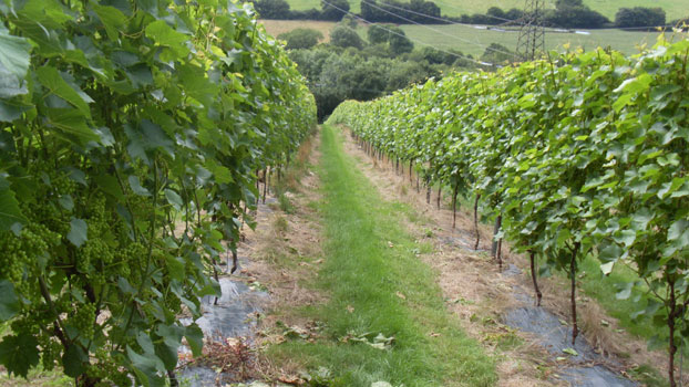 englsih vines
