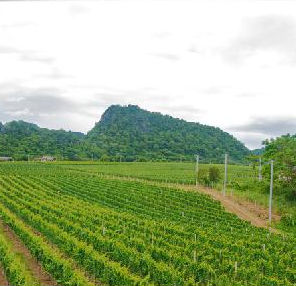 Thailand vineyard Thailand vineyard