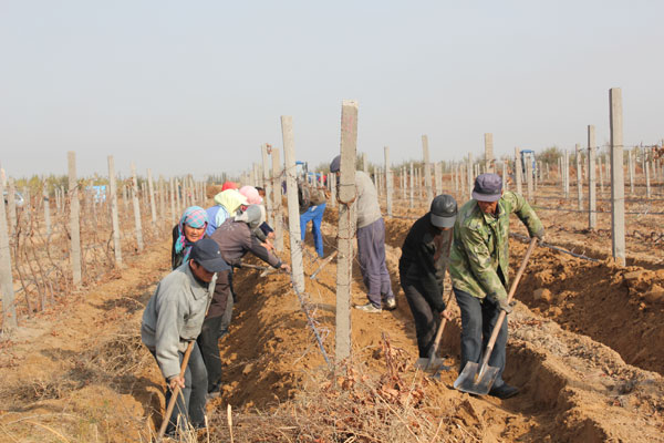 Bruno Paumard of Hansen Organic Vineyards 