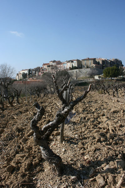 vines, wine, jefford, bandol, 