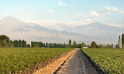 Zuccardi