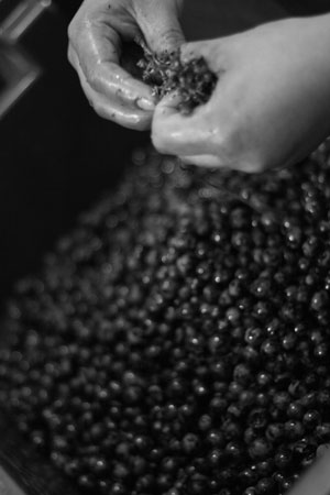 Zuccardi