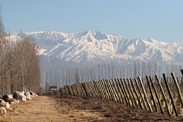 Zuccardi