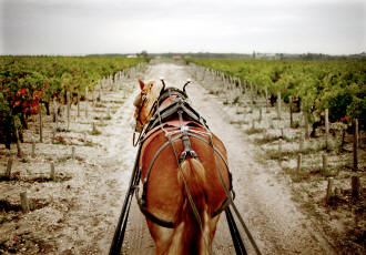 Pontet Canet Pontet Canet