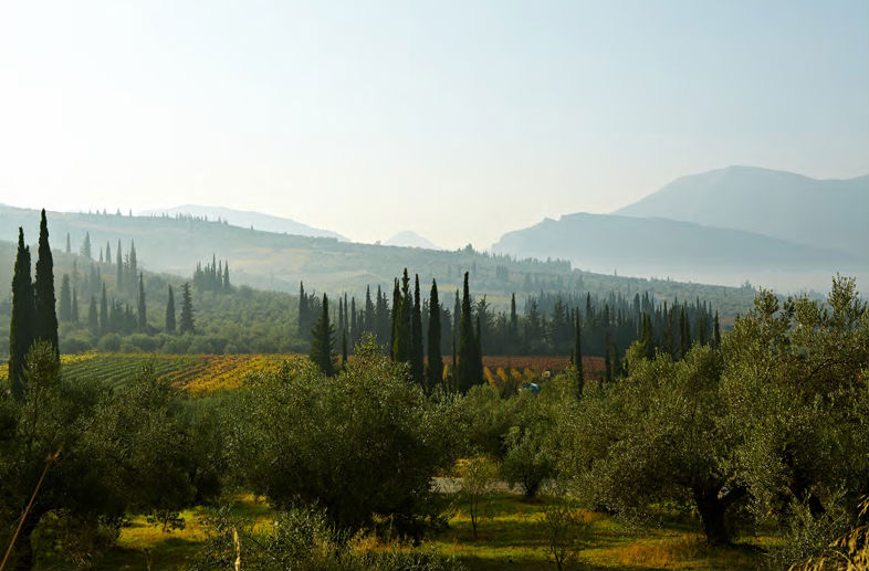 Gaia nemea Gaia nemea