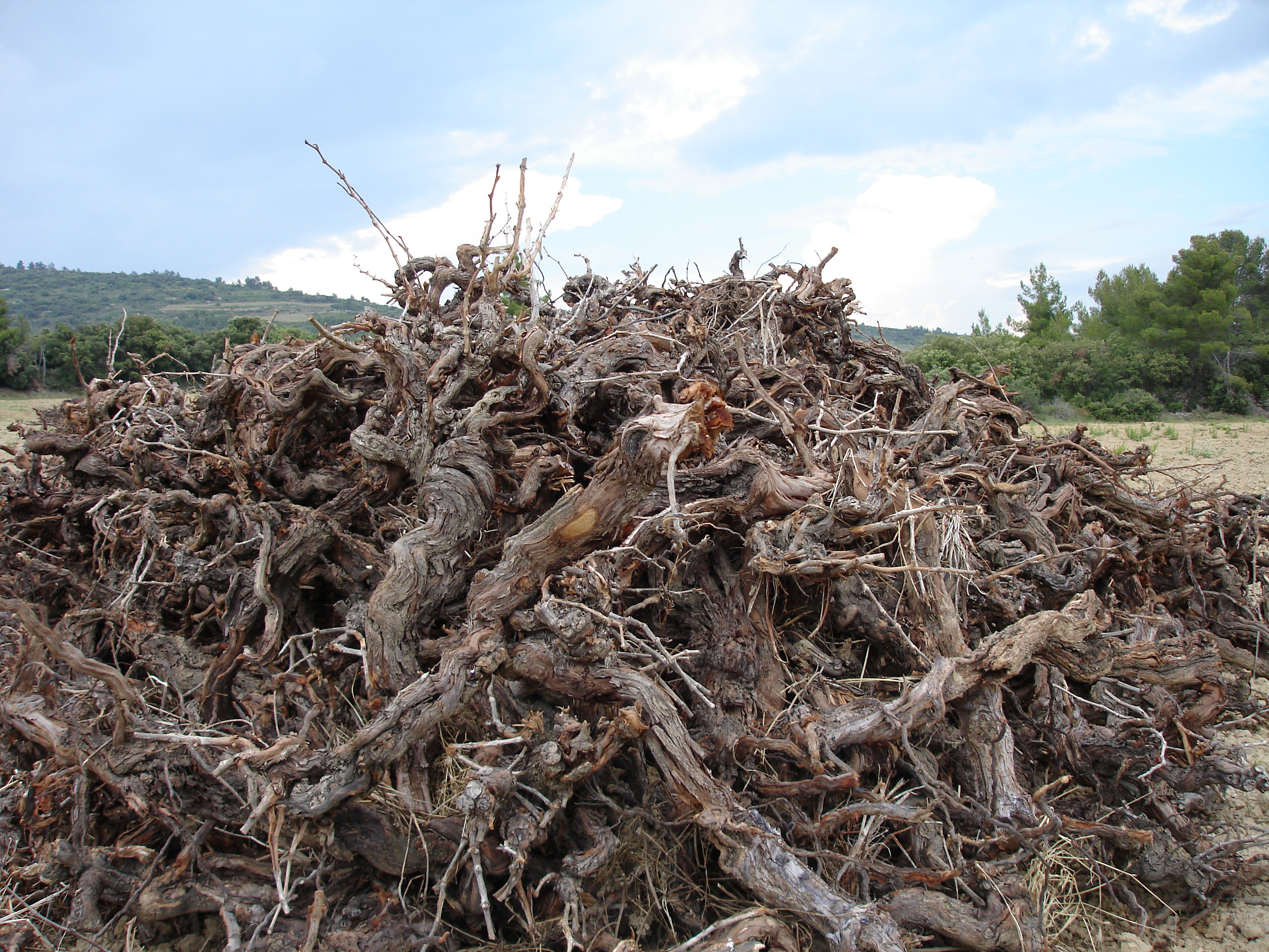 dead vines