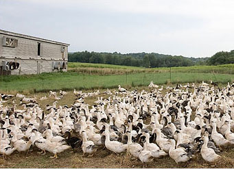 Foie gras