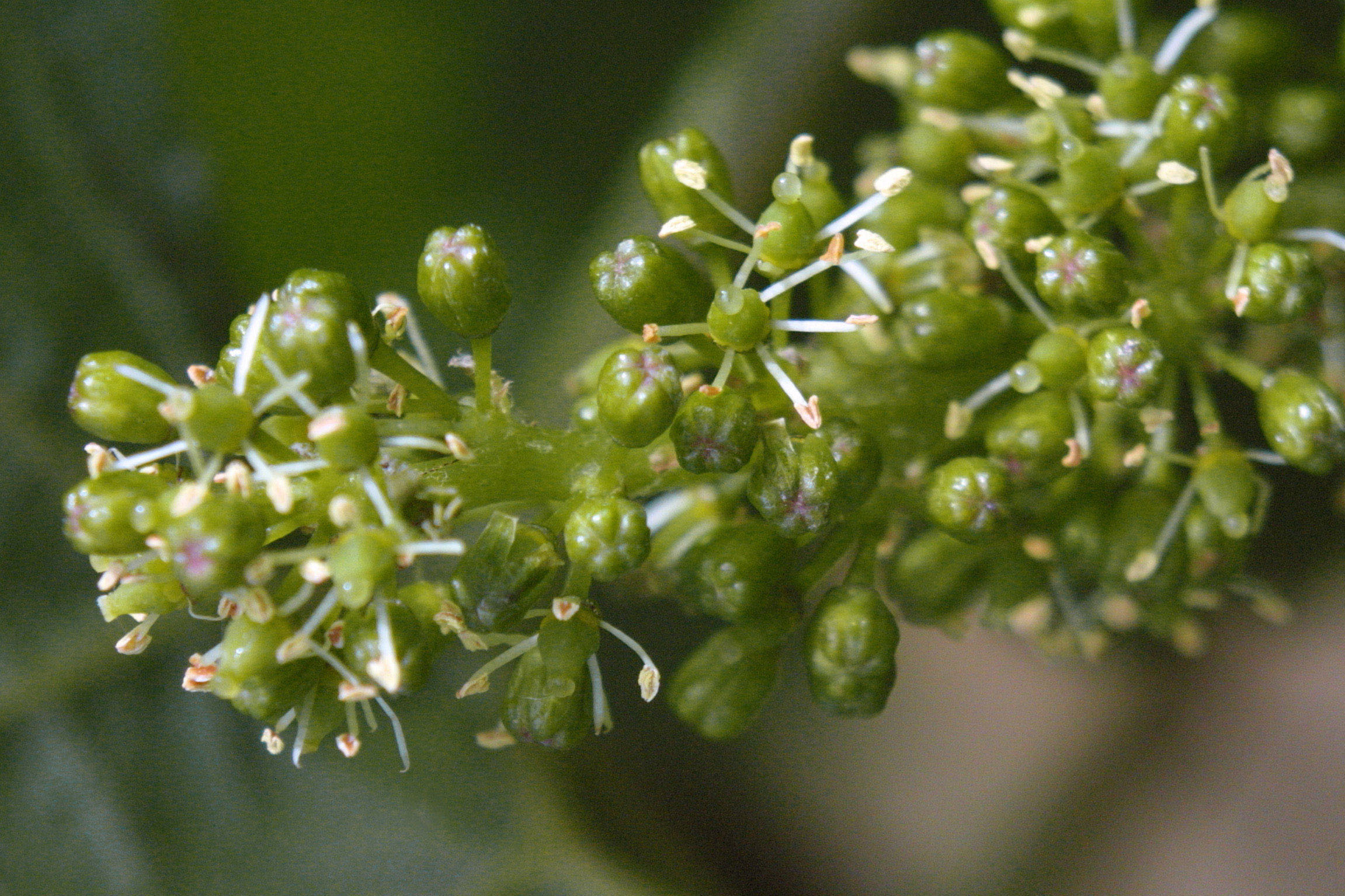 small grapes small grapes