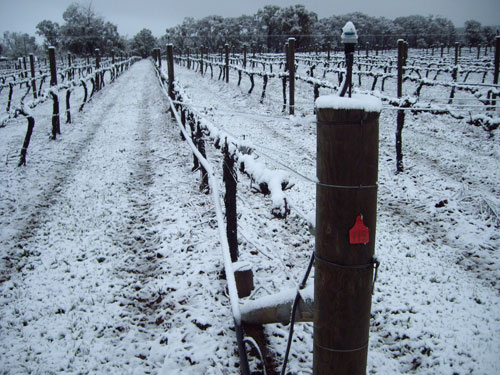 Jefford snow, jefford, snow, snow vines, winter, 