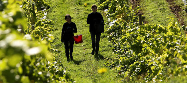 English vineyard