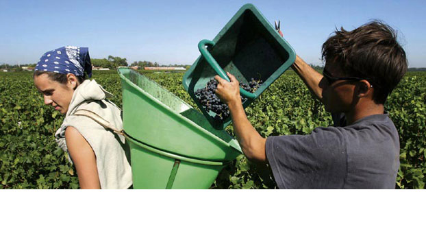 bordeaux vines