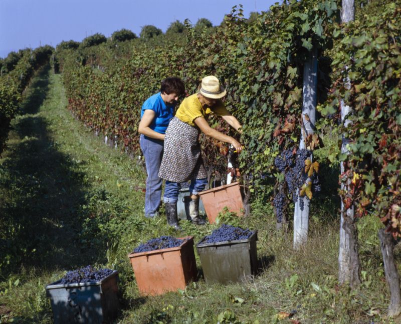italy harvest