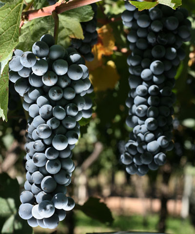 Zuccardi