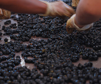 Zuccardi