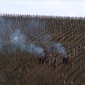  Year in Burgundy