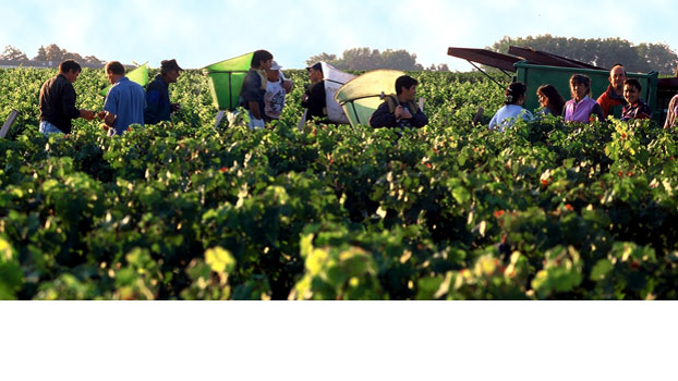 Bordeaux white harvest