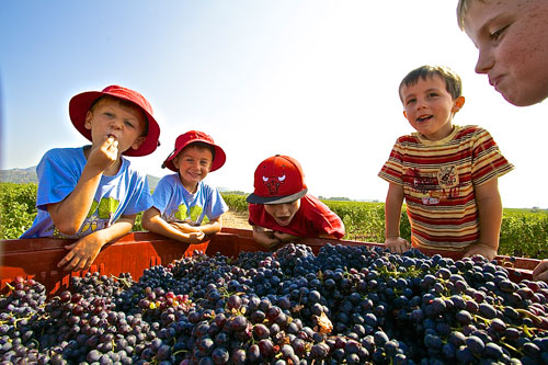 Children eating grapes 