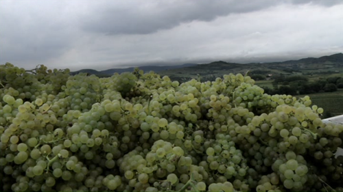 harvest