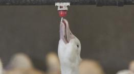 foie gras