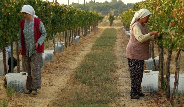 Turkish vineyard