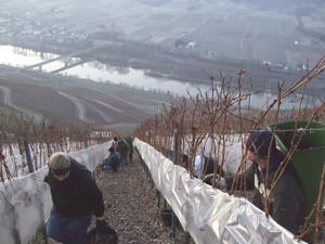 eiswein