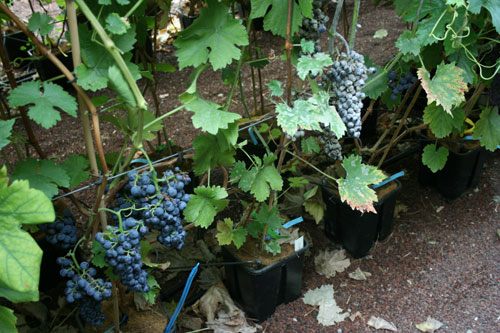 vines, wine, grapes, 