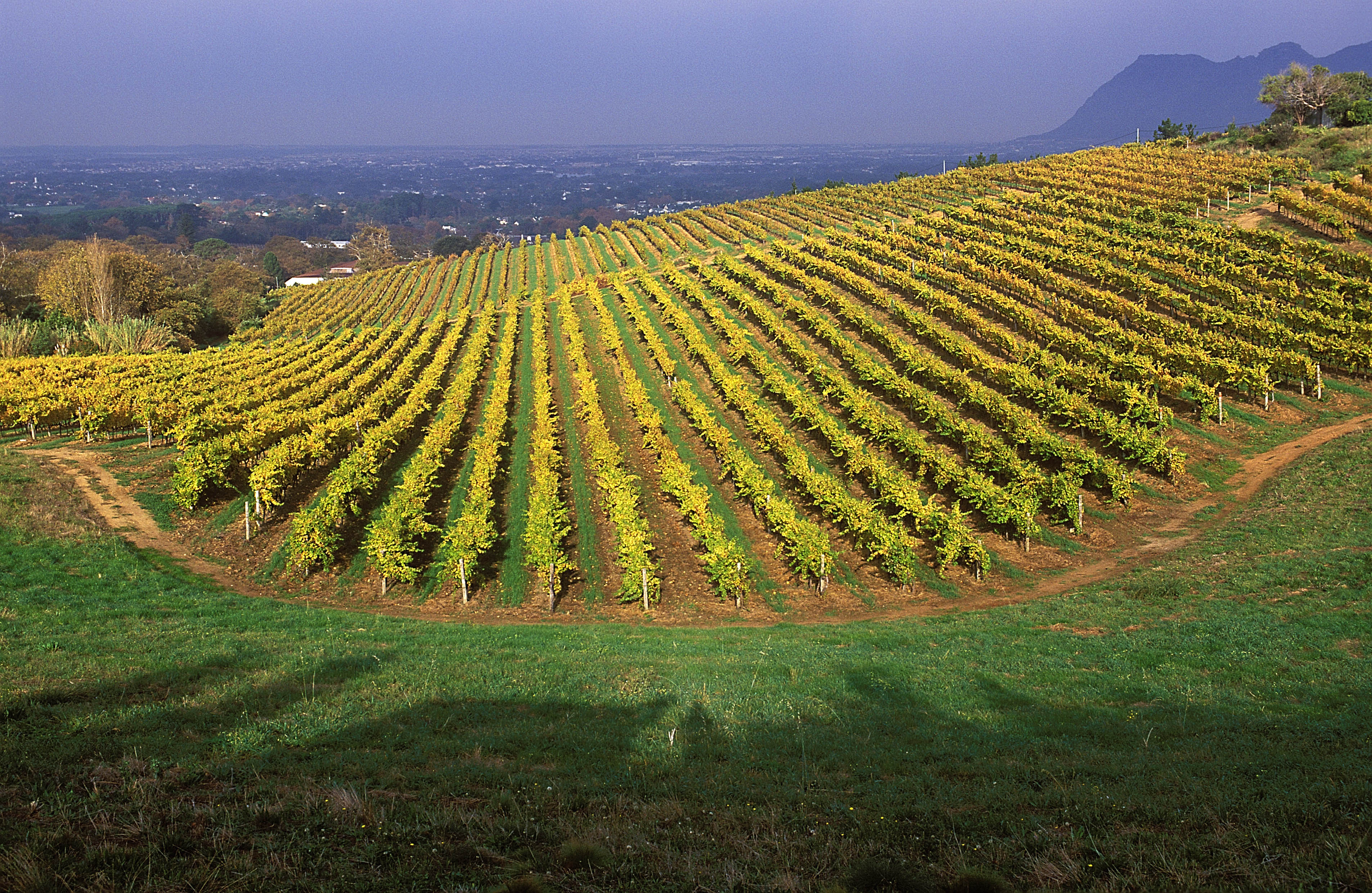 South Africa- Groot Constantia estate