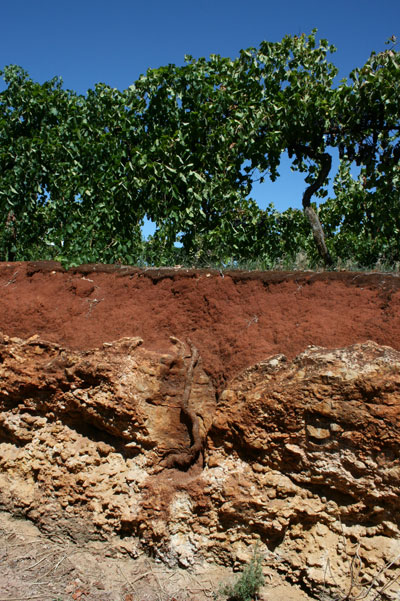Coonawarra soils