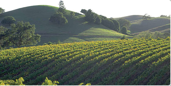 Sonoma