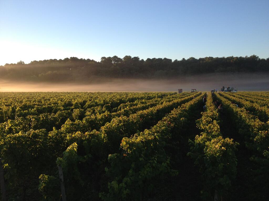 Bordeaux 2013, 2013 Bordeaux, Bordeaux 2013 harvest,