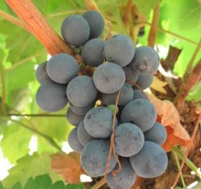 Pdb No5 Plaimont The Pdb No5 variety produces wine with a natural alcohol content of around 10% abv