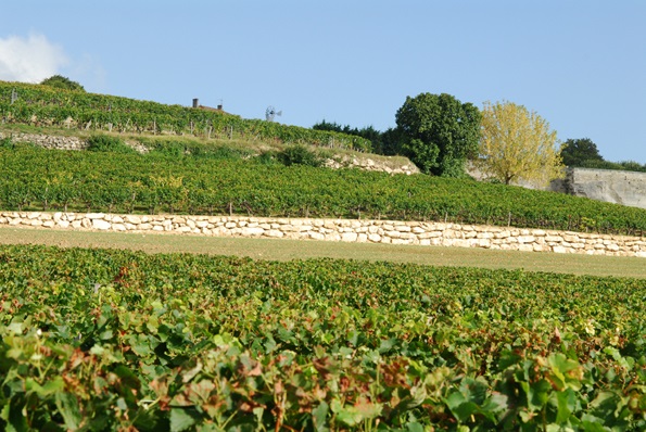 La Gaffeliere vines La Gaffeliere vines
